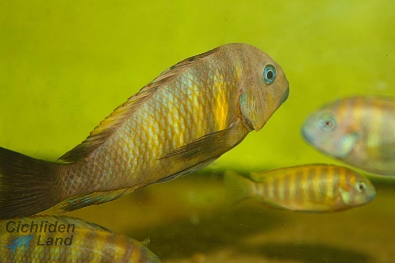 Tropheus sp. 'kipili' Ulwile Island